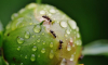 Как избавиться от муравьёв на грядках и в саду: 5 простых способов