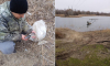 Лебедя спасли от смерти в ледяной воде под Воронежем