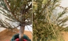 Воронежцы жалуются на ёлки, которые осыпались за несколько часов