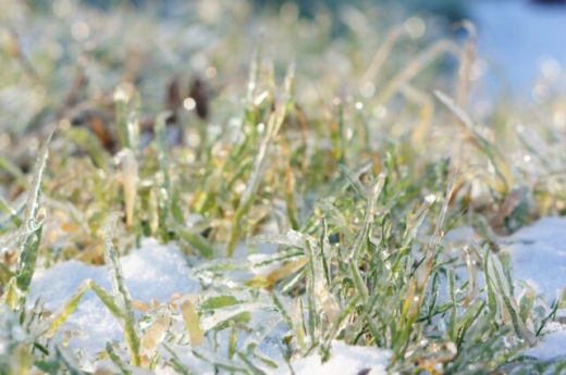 Майские заморозки: как защитить растения от холода на огороде и в теплице