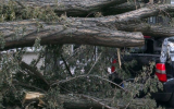 Несколько деревьев рухнули в Воронеже из-за сильного ветра