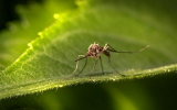 Четыре жителя Воронежской области заразились малярией южных странах в 2023 году