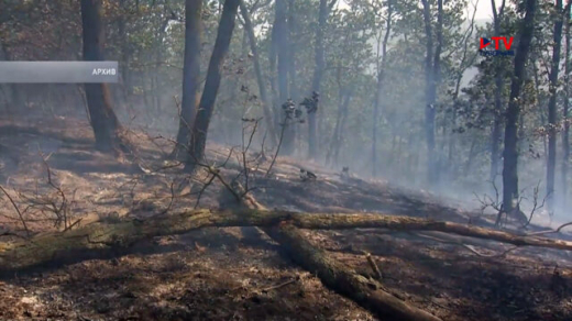 Полиция завела уголовное дело из-за поджога леса на окраине Воронежа