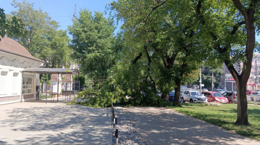 Огромная ветка перекрыла тротуар в центре Воронежа