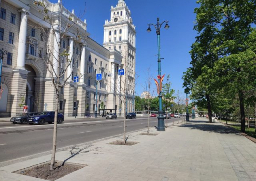 Воронежцев встревожили сухие деревья на проспекте Революции