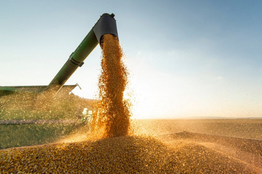 Курская и Орловская области почти в четыре раза нарастили экспорт зерна и кукурузы в «недружественную» Латвию