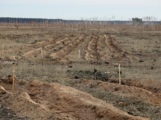 Будет видно из космоса. Слово «ПОБЕДА» высадят в воронежском лесничестве