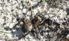Энтомолог рассказал, опасен ли ползающий по Воронежу тарантул