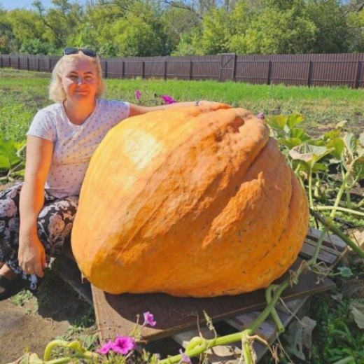 Жительница Воронежской области вырастила 200-килограммовую тыкву