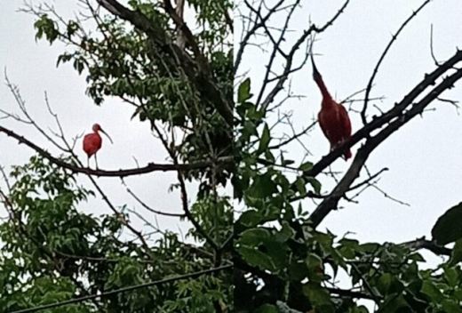 Тропическую птицу заметили во дворе дома в центре Воронежа