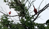 Тропическую птицу заметили во дворе дома в центре Воронежа