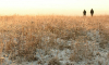 Чрезвычайные заморозки // Аграрии Черноземья подсчитывают убытки из-за отрицательных температур в мае