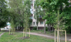 В ходе месячника благоустройства в Воронеже посадили 130 деревьев хвойных и лиственных пород