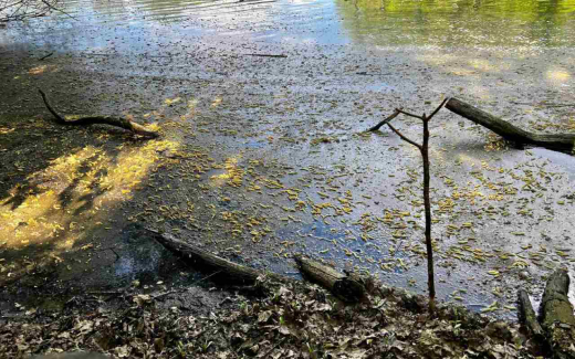 «Курскводоканал» заподозрили в загрязнении реки Сейм