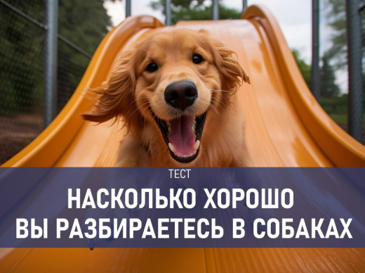 Только настоящий собаковод ответит на все вопросы этого теста