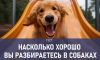 Только настоящий собаковод ответит на все вопросы этого теста