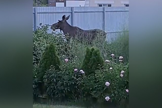 Раненый лось прибежал в посёлок под Воронежем
