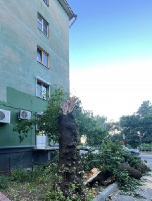 В Воронеже возбуждено уголовное дело по факту получения смертельной травмы местной жительницей в результате падения дерева