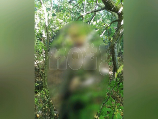 Грибники нашли повешенного мужчину в лесу под Воронежем