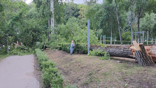 Огромный тополь рухнул на спортплощадку Центрального парка в Воронеже