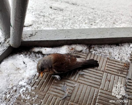 Воронежские пожарные спасли дрозда, пострадавшего от нападения ястреба