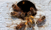 Откуда в Воронеже появились пчёлы и какие опасные насекомые есть в нашем регионе