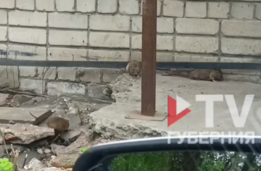 «Не двор, а зоопарк»: воронежец снял стаю огромных крыс возле своего дома