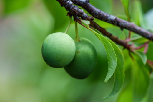 В Воронежской области урожая плодовых деревьев ждать не стоит из-за низких температур в мае 2023 года