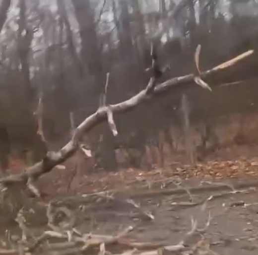 В Воронеже на Ломоносова рухнуло дерево