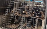 После жалоб воронежцев на улице Краснодонской отловили семь агрессивных собак