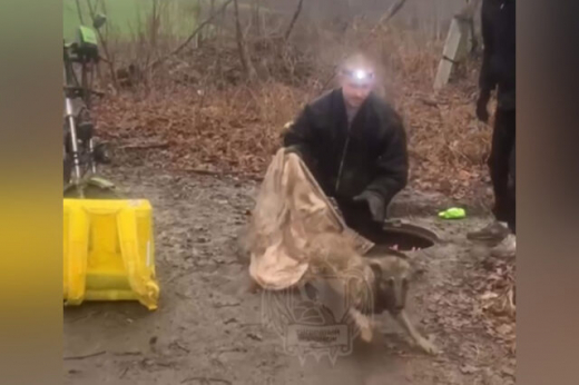 Видео спасения бродячей собаки растрогало воронежцев