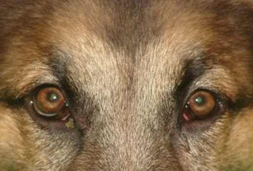 Нападения беспризорных собак в Воронеже и области привлекли внимание СК