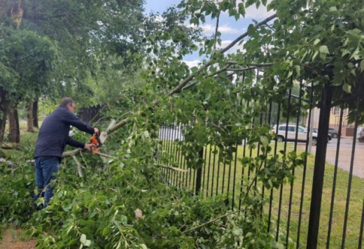 80 деревьев и веток сломал сильный ветер в Воронеже
