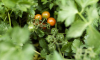Почему чернеют помидоры на грядках и в теплице и чем обработать растения