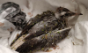 Запутавшуюся в рыболовных снастях чайку спасли на водохранилище в Воронеже