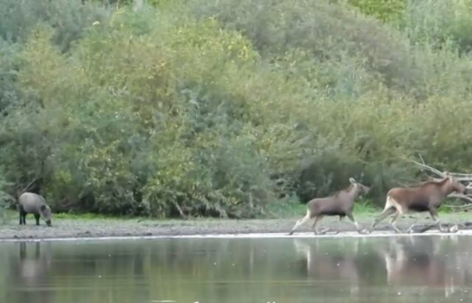 Звериные разборки у водоёма попали на видео в заповеднике на территории Воронежской области