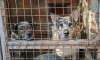 «Нельзя содержать в неволе всех бездомных животных»: воронежские зоозащитники – о пожизненных приютах для собак
