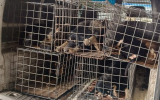 Суд отклонил иск воронежской мэрии против экс-подрядчика строительства приюта для животных