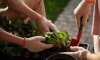 Что посадить на огороде в июне: список овощей, цветов, зелени и советы огородника