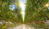 ЛЭСК добивает многомиллионными исками липецкую компанию «Овощи Черноземья»