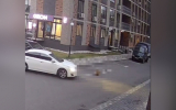 Переехавшего собаку воронежца будут судить