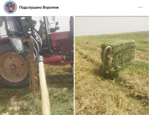 Варана из Киргизии обнаружили на поле в Воронежской области