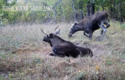 Романтическое свидание лосей в Воронежском заповеднике попало на фотоловушку