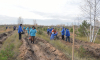 В Воронежской области проходит акция «Сохраним лес»