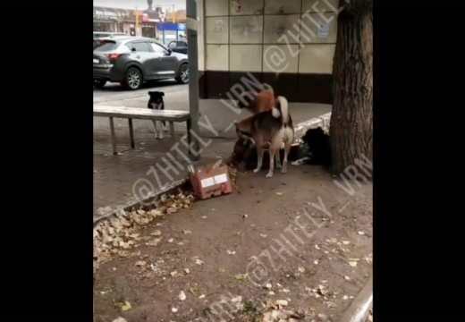 Жители воронежского микрорайона пожаловались на бродячих собак, оккупировавших остановку