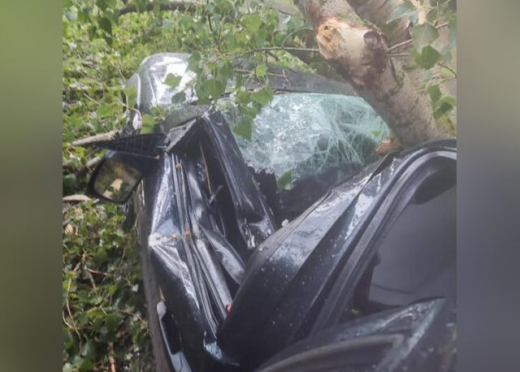 Дерево упало на машину в лесу в Воронежской области: пострадал сидевший внутри ребёнок