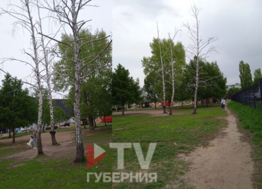 Воронежцы пожаловались на высохшие берёзы в Северном микрорайоне