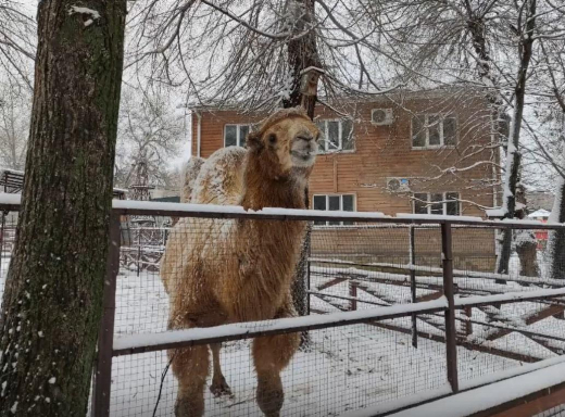 Воронежский зоопарк показал, как животные встретили зиму