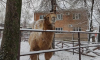 Воронежский зоопарк показал, как животные встретили зиму