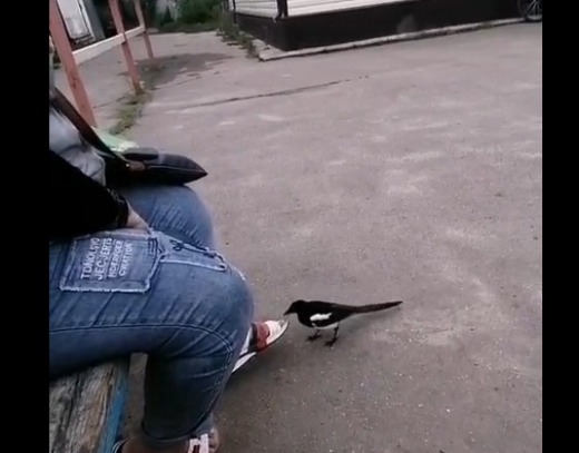 «Разбирает велосипеды, ворует колпачки»: в Воронежской области следят за приключениями ручной сороки